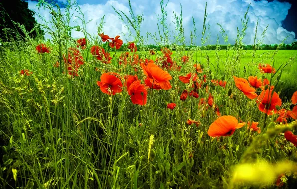 Картинка поле, небо, трава, цветы, тучи, маки, луг