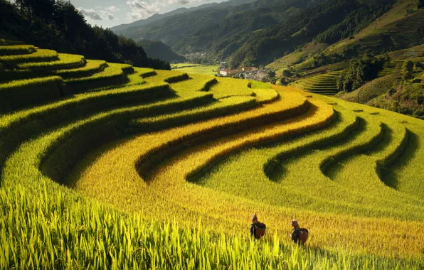 Картинка женщины, горы, холмы, Азия, рис, азиатки, рельеф, рисовые поля, работницы