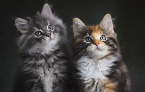 Картинка серый, пара, котята, трехцветная