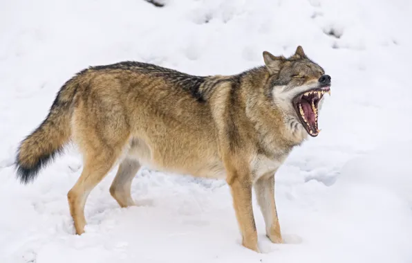 Картинка снег, волк, пасть, клыки, зевает, ©Tambako The Jaguar