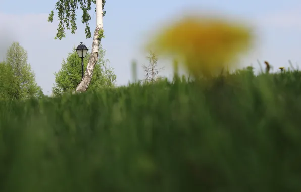 Картинка желтый, зеленый, настроение, одуванчик, столб, берёза