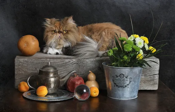 Картинка кошка, кот, взгляд, цветы, чайник, рыжий, ведро, лежит, фрукты, натюрморт, хризантемы, гранат, абрикосы, персидский, брусок, …