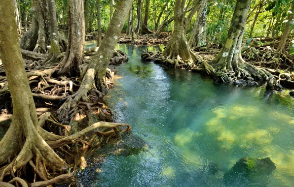 Картинка лес, озеро, река, forest, тропический, landscape, beautiful, lake, tree, tropical, mangrove, emerald, мангровый