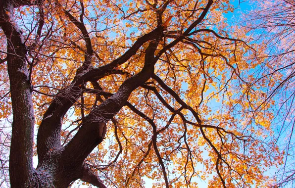 Картинка park, autumn, tree, twig