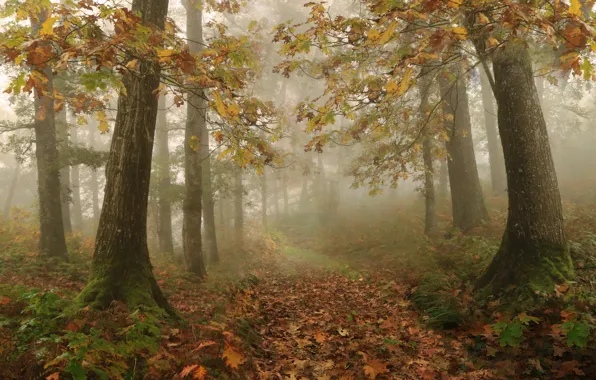 Картинка осень, природа, туман