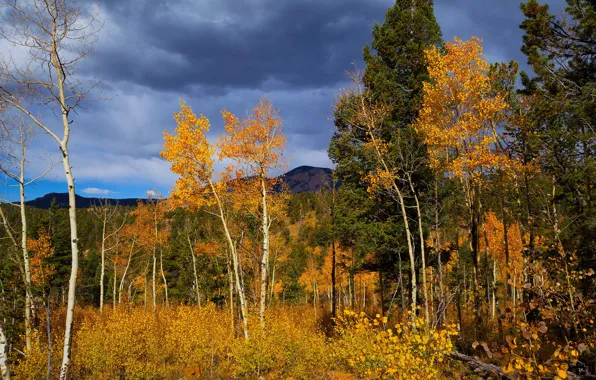 Картинка осень, лес, деревья, горы, синева, краски осени, золотая осень, осины
