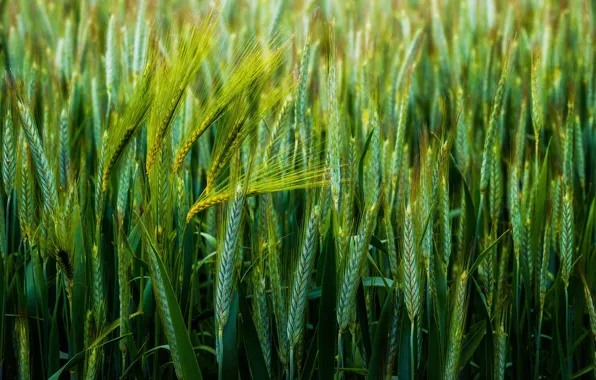 Картинка пшеница, макро, колоски, зеленый фон