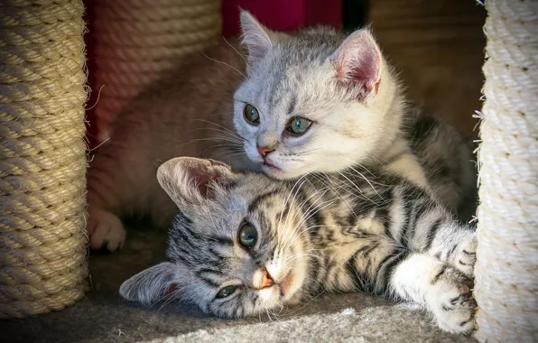 Картинка кошка, кот, взгляд, свет, кошки, поза, уют, котенок, серый, фон, отдых, вместе, пара, маленькие, котята, …