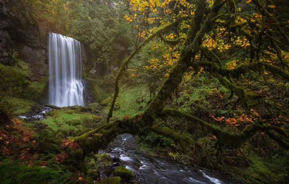 Картинка осень, лес, деревья, природа, водопад, мох