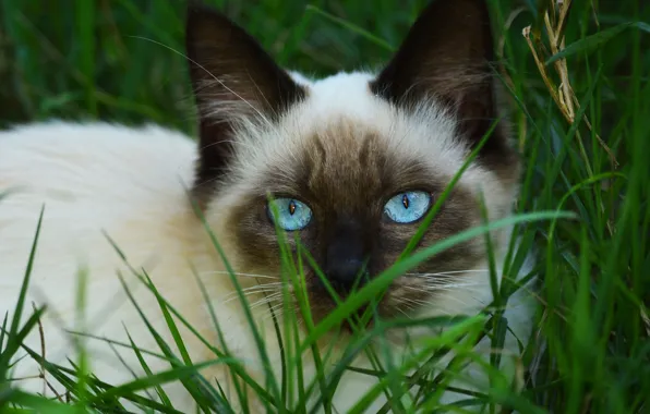 Картинка кошка, трава, кот, взгляд, морда, котенок, портрет, котёнок, голубые глаза, сиамский, колор-пойнт, рэгдолл