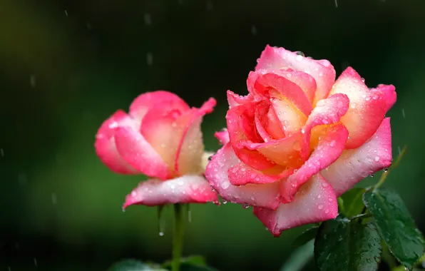 Картинка капли, дождь, розы, лепестки
