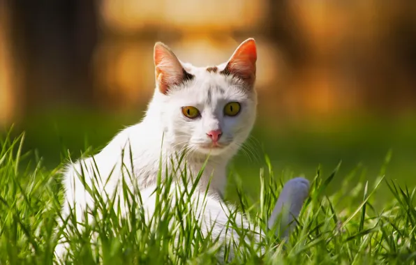 Картинка кошка, фон, травка