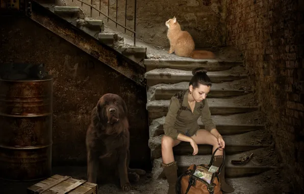 Картинка девушка, дом, пистолет, креатив, стены, черный, коты, деньги, собака, кирпич, рыжий, лестница, ступени, сумка, ящик, …