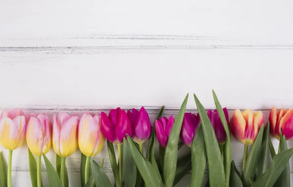 Картинка белый, фон, тюльпаны, wood, композиция, tulip