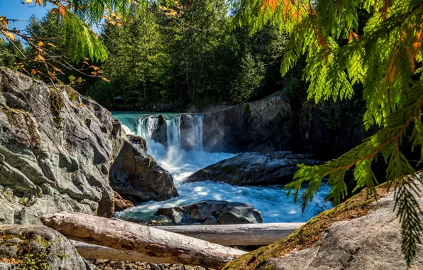 Картинка лес, деревья, река, камни, водопад, Канада, бревна, British Columbia, солнечно, Cheakamus River
