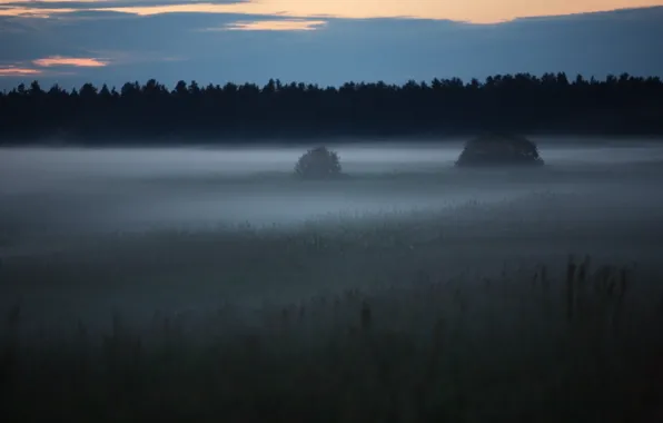 Картинка лес, поляна, Туман, 158