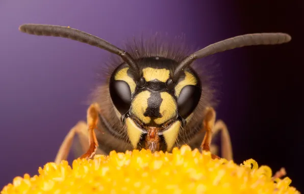 Картинка цветок, глаза, макро, пчела, фон, мордочка, насекомое, усики