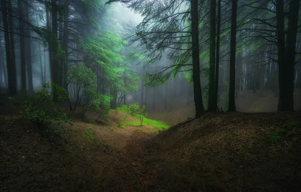 Картинка лес, деревья, ночь, природа, туман