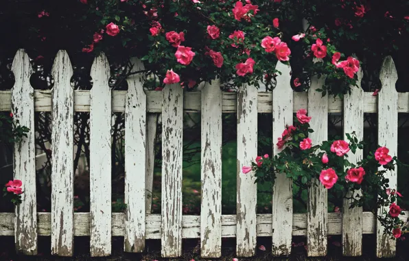 Картинка цветы, улица, забор