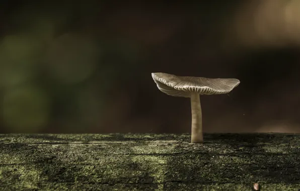 Картинка темный фон, гриб, бревно