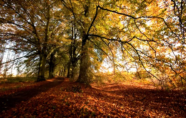 Картинка осень, деревья, листва, Природа, colors, дорожка, листопад, trees