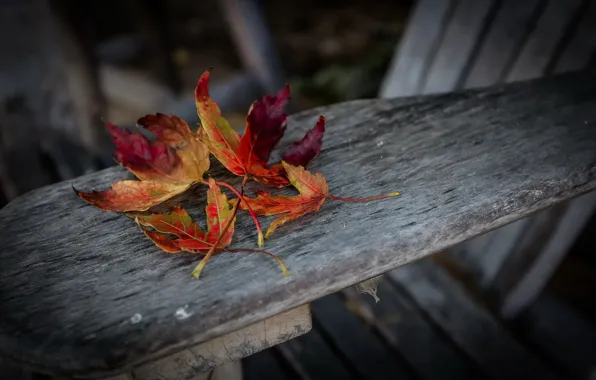 Картинка осень, листья, цвет