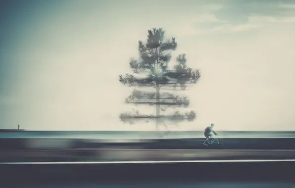 Картинка дерево, дорога, велосипедист