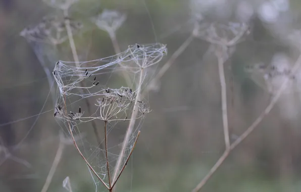 Картинка spider, nature, macro, fog, bokeh, web