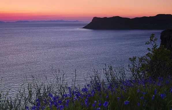 Картинка море, закат, цветы, берег, синие