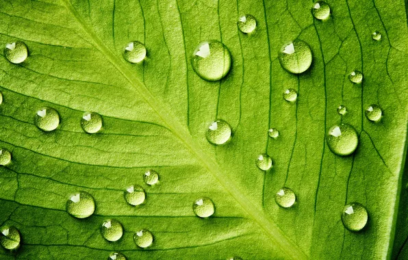 Картинка Life, water, pattern, leaf, plant