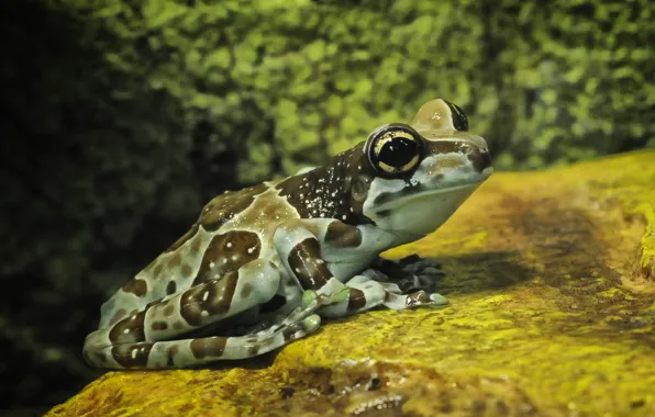 Картинка Eyes, Stone, Frog
