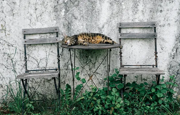 Картинка кошка, стол, стул