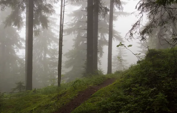 Картинка лес, деревья, природа, туман, тропинка