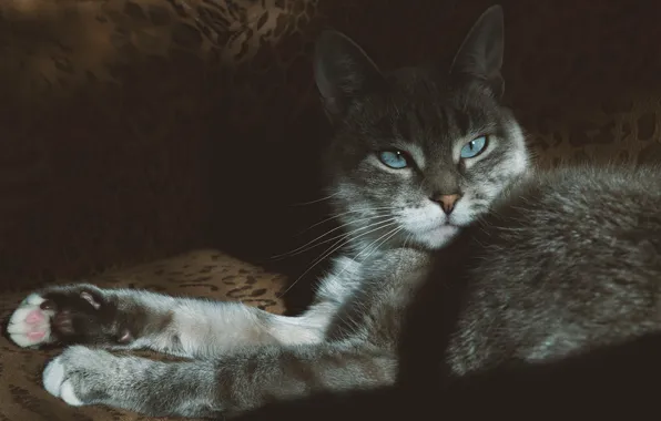 Картинка кошка, кот, свет, темный фон, голубые глаза