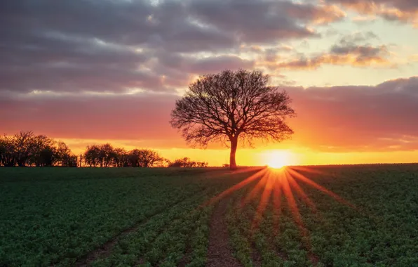 Картинка поле, солнце, дерево