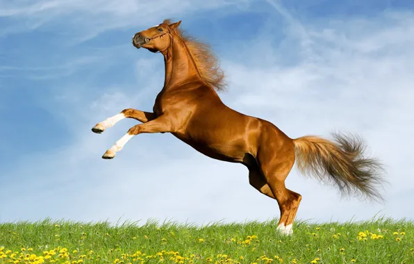 Картинка лошадь, красавец, жеребец, морда, хвост, скакун, поле, мощь, резвится, облака, грива, конь, копыта, фон, природа, …