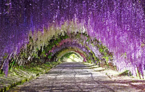 Картинка Japan, beautiful, garden, tunnel, wisteria, vines