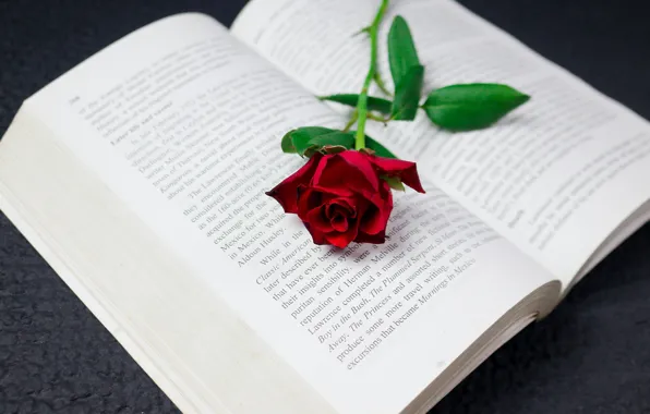 Картинка роза, книга, красная
