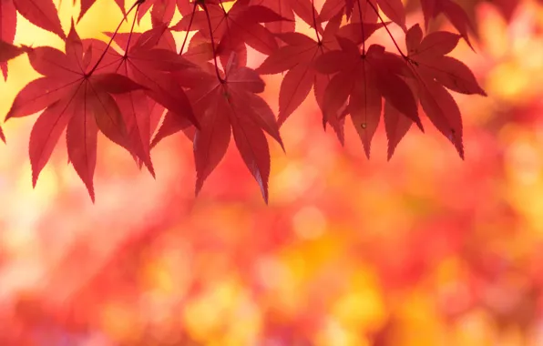 Картинка осень, листья, клен, багряный