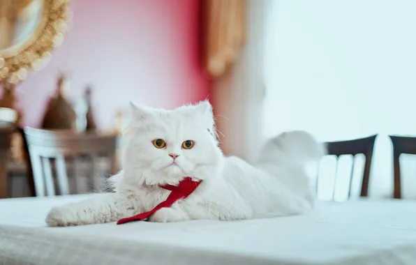 Картинка кот, взгляд, пушистый, перс, галстук, на столе, персидская кошка
