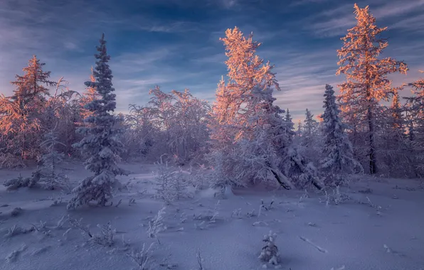 Картинка зима, иней, лес, небо, свет, снег, пейзаж, ветки