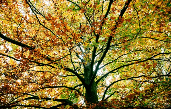 Картинка осень, ветки, дерево, листва