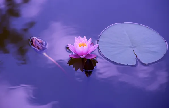 Картинка листья, розовая, водоем, нимфея, водяная лилия, сиреневый фон
