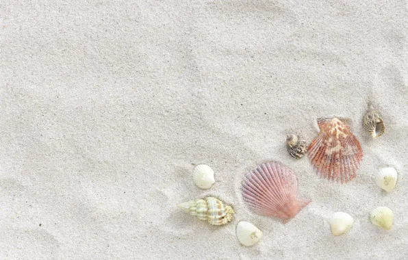 Картинка песок, пляж, лето, ракушки, summer, beach, sea, sand