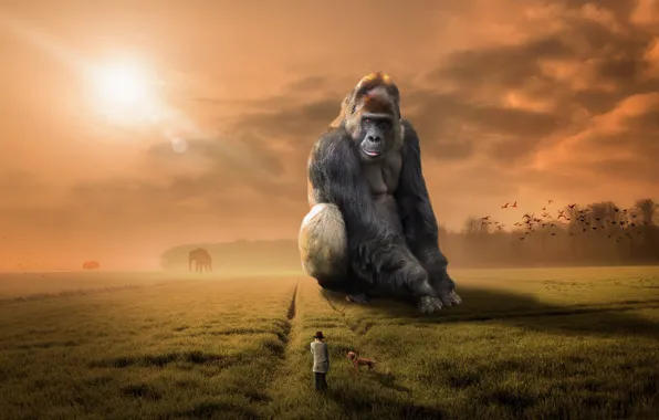 Картинка человек, собака, обезьяна, горилла