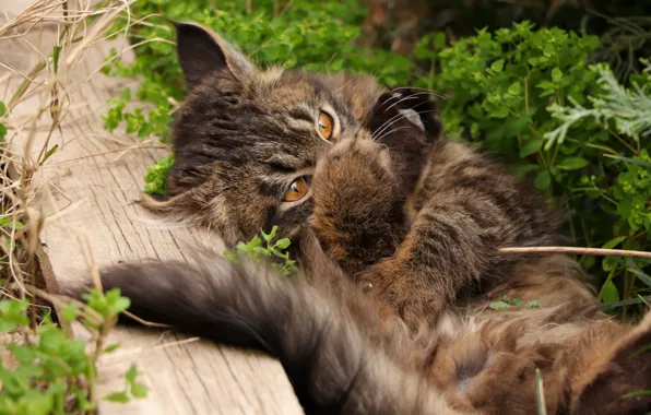 Картинка кошка, трава, взгляд, поза, котенок, лапки, лежит, доска