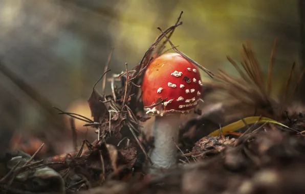Картинка осень, листья, природа, гриб, мухомор, хвоя, боке, размытый фон
