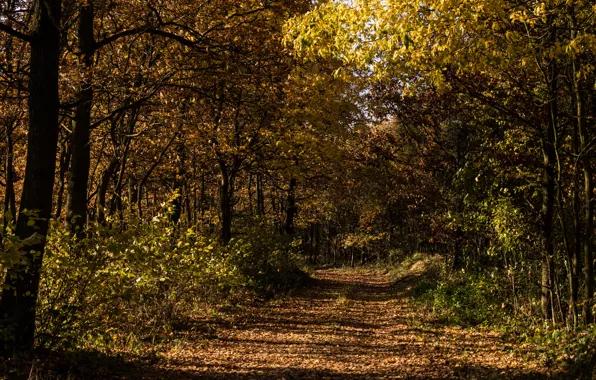 Картинка осень, лес, трава, деревья, природа, листва