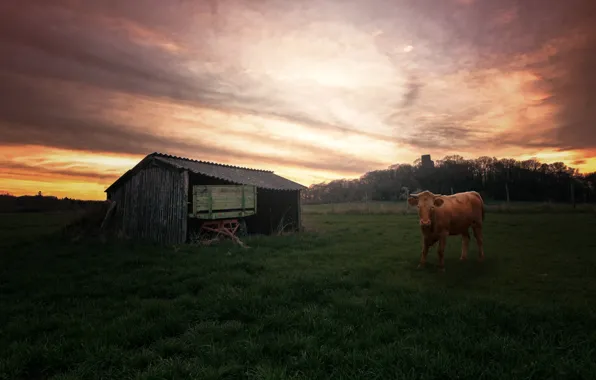 Картинка трава, рассвет, корова, сарай