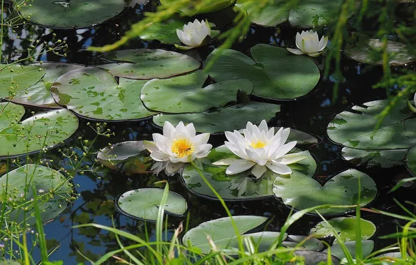 Картинка ВОДА, КАПЛИ, ЗЕЛЕНЬ, ЛИСТЬЯ, БЕЛАЯ, ЦВЕТЫ, ВОДОЁМ, ПОВЕРХНОСТЬ